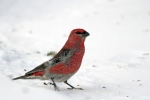 Pine Grosbeak/Pinicola enucleator, Family Finches